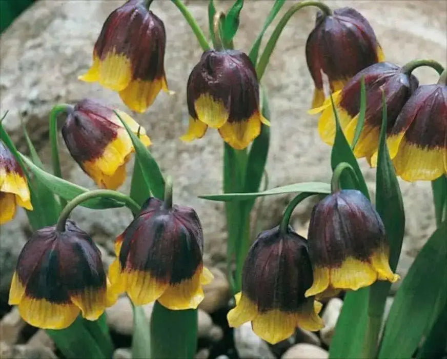 Fritillaria michailovskyi Bulbs, Purple,Yellow flowers - Caribbean garden seed