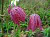 FRITILLARIA MELEAGRIS, perennial flowers seed - Caribbean garden seed