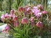 FRITILLARIA MELEAGRIS, perennial flowers seed - Caribbean garden seed