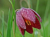 FRITILLARIA MELEAGRIS, perennial flowers seed - Caribbean garden seed