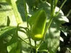 Fresno chili, Pepper seeds,Capsicum Annuum - Caribbean garden seed