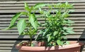 Fresno chili, Pepper seeds,Capsicum Annuum - Caribbean garden seed