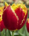 Fringed Tulip "Fabio" Bulbs,,Red with yellowy ,SIZE 12cm - Caribbean garden seed
