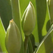 Fringed Tulip "Fabio" Bulbs,,Red with yellowy ,SIZE 12cm - Caribbean garden seed