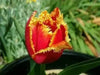 Fringed Tulip "Fabio" Bulbs,,Red with yellowy ,SIZE 12cm - Caribbean garden seed