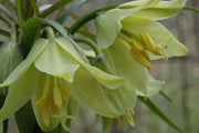 Fritillaria raddeana Seeds , FLOWERING PLANT - Caribbean garden seed