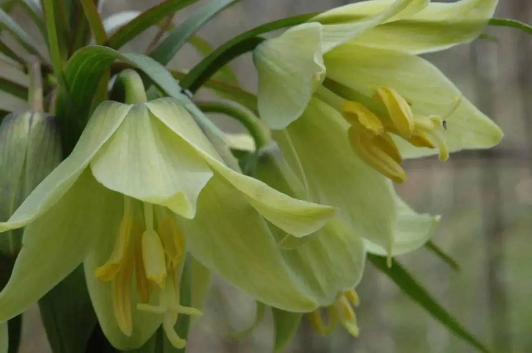 Fritillaria raddeana Seeds , FLOWERING PLANT - Caribbean garden seed
