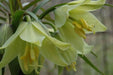 Fritillaria raddeana Seeds , FLOWERING PLANT - Caribbean garden seed