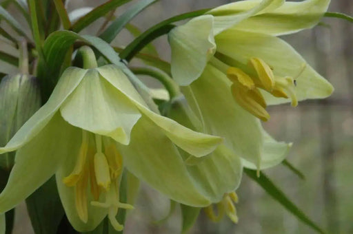 Fritillaria raddeana Seeds , FLOWERING PLANT - Caribbean garden seed