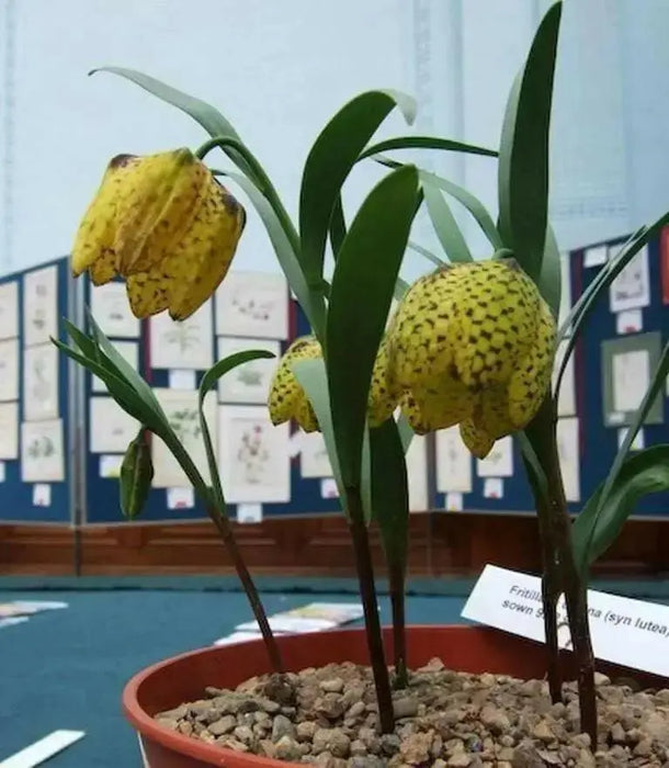 FRITILLARIA collina Seeds ,yellow with purple checkered pattern,Perennial - Caribbean garden seed