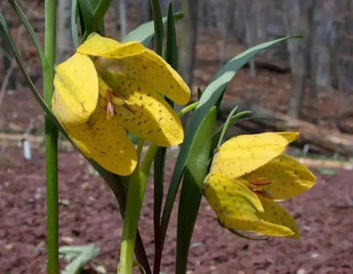 FRITILLARIA collina Seeds ,yellow with purple checkered pattern,Perennial - Caribbean garden seed