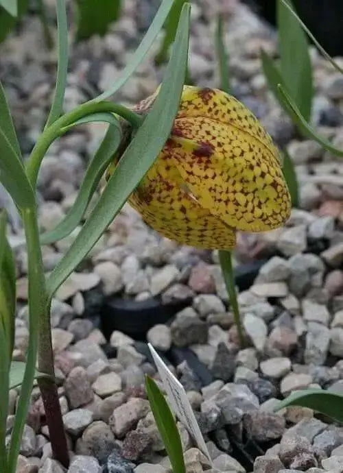 FRITILLARIA collina Seeds ,yellow with purple checkered pattern,Perennial - Caribbean garden seed
