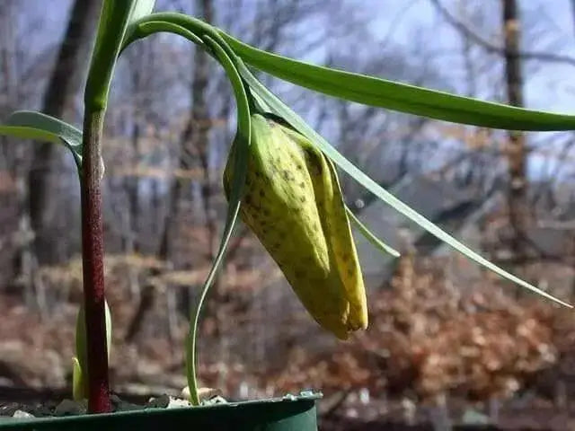 FRITILLARIA collina Seeds ,yellow with purple checkered pattern,Perennial - Caribbean garden seed