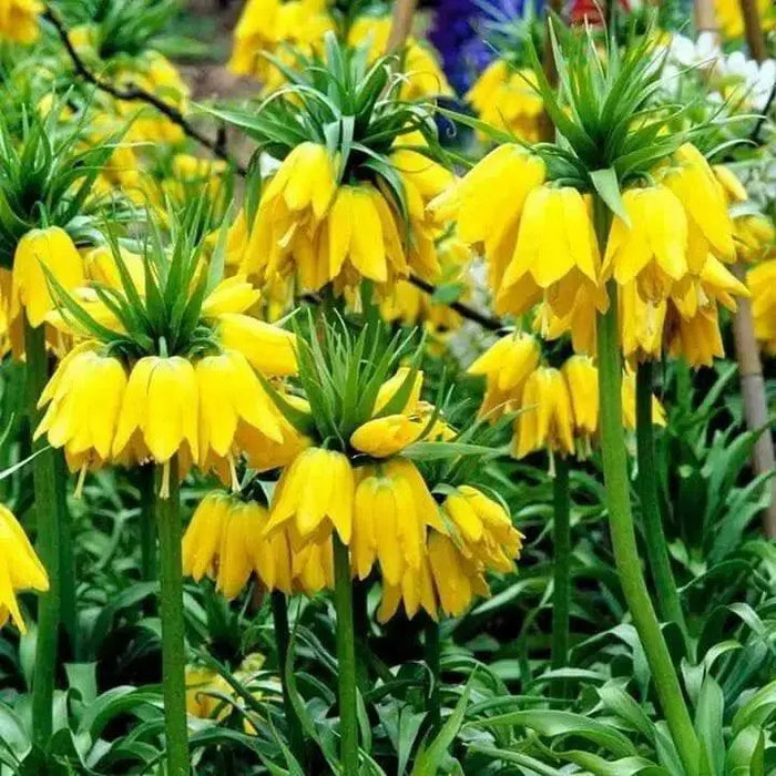 Fritillaria imperialis Lutea - Bulb - Deer and Rodents Won't Eat - Caribbean garden seed