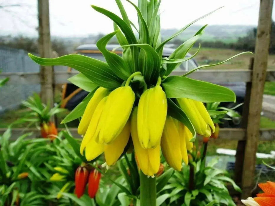 Fritillaria imperialis Lutea - Bulb - Deer and Rodents Won't Eat - Caribbean garden seed