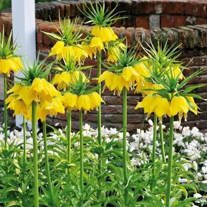 Fritillaria imperialis Lutea - Bulb - Deer and Rodents Won't Eat - Caribbean garden seed