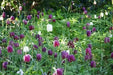 Fritillaria Meleagris -MIXED Bulb "FALL BULBS - Caribbean garden seed