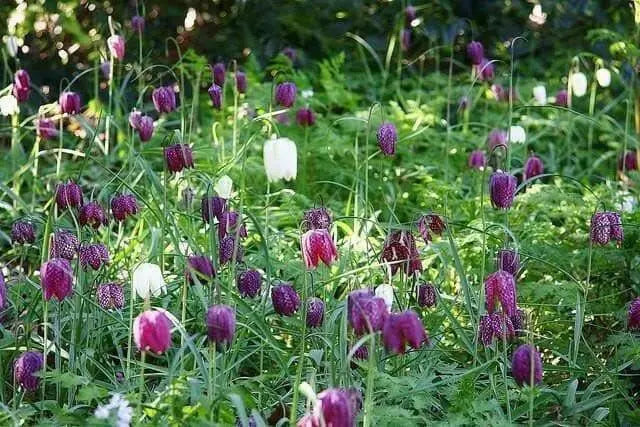 Fritillaria Meleagris -MIXED Bulb "FALL BULBS - Caribbean garden seed