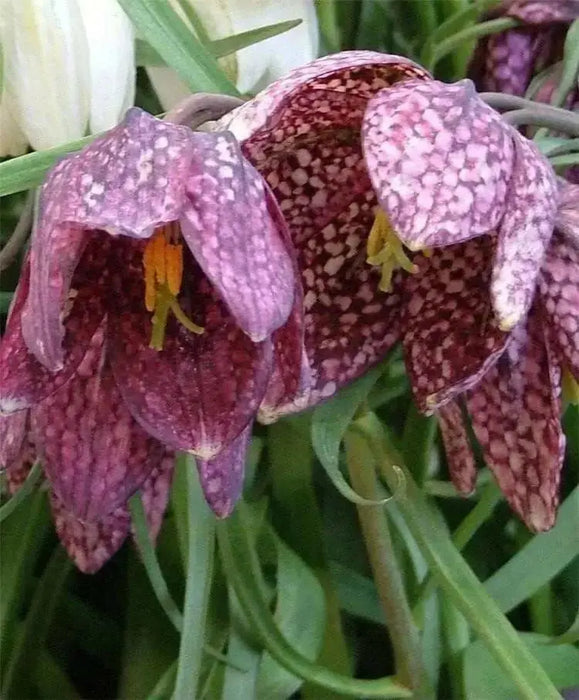 Fritillaria Meleagris -MIXED Bulb "FALL BULBS - Caribbean garden seed