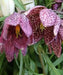 Fritillaria Meleagris -MIXED Bulb "FALL BULBS - Caribbean garden seed