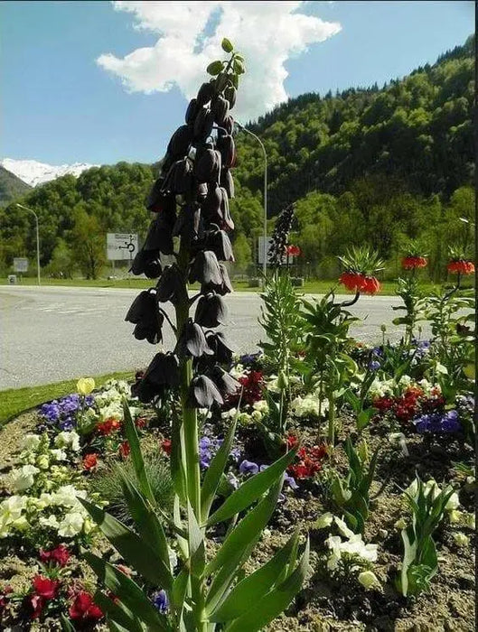 Fritillaria persica Flowers Seeds , Plum Bells , - Caribbean garden seed