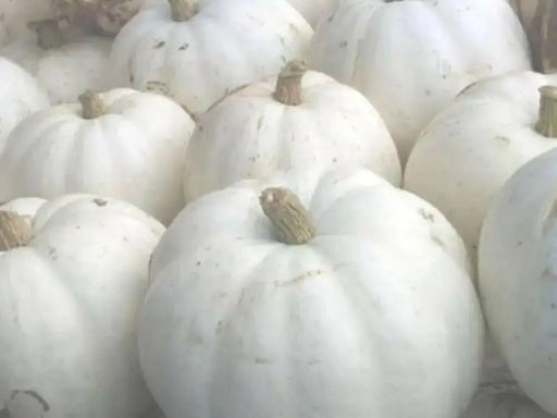 FULL MOON PUMPKIN SEED (Winter Squash )  Halloween Pumpkin. - Caribbean garden seed