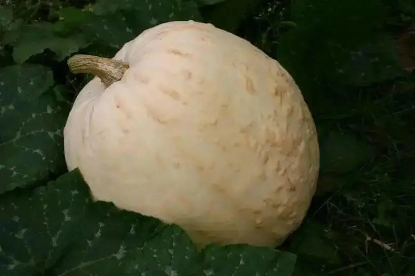 FULL MOON PUMPKIN SEED (Winter Squash )  Halloween Pumpkin. - Caribbean garden seed