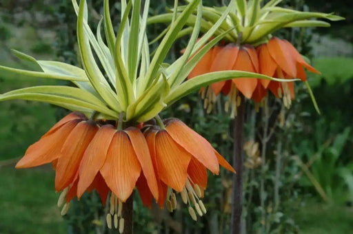 Fritillaria Rubra Maxima - Bulbs - Deer and Rodents Won't Eat - Caribbean garden seed