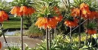 Fritillaria Rubra Maxima - Bulbs - Deer and Rodents Won't Eat - Caribbean garden seed