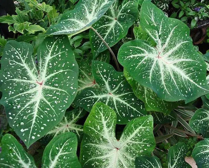 GALAXY CALADIUM BULBS,TROPICAL FOLIAGE - Caribbean garden seed
