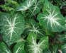 GALAXY CALADIUM BULBS,TROPICAL FOLIAGE - Caribbean garden seed