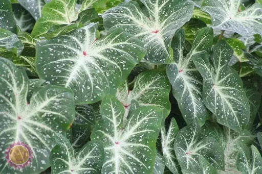 GALAXY CALADIUM BULBS,TROPICAL FOLIAGE - Caribbean garden seed