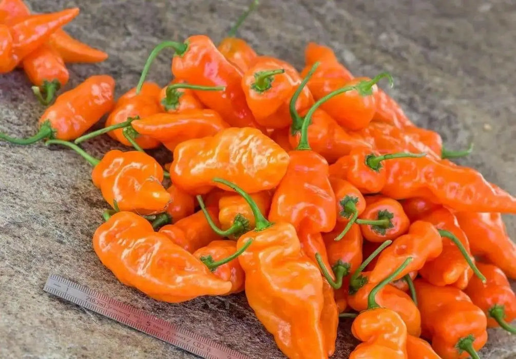 Fresh Pods ,Habanada SEASONING  Pepper, Chile,, no heat - Caribbean garden seed