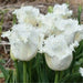 Fringed  WHITE Tulips, HONEYMOON- FALL PLANTING Bulb - Caribbean garden seed