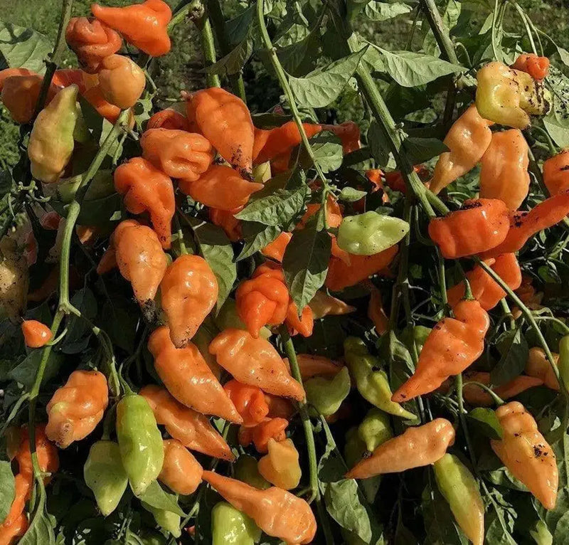 Fresh Pods ,Habanada SEASONING  Pepper, Chile,, no heat - Caribbean garden seed