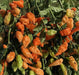 Fresh Pods ,Habanada SEASONING  Pepper, Chile,, no heat - Caribbean garden seed