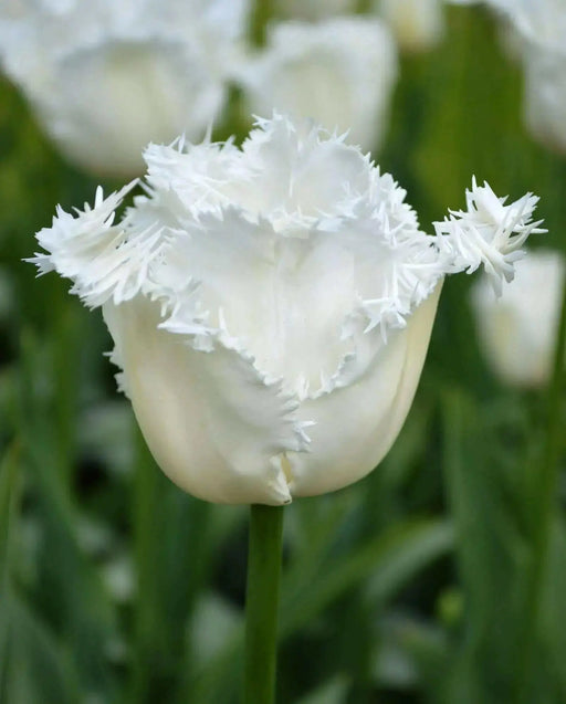 Fringed  WHITE Tulips, HONEYMOON- FALL PLANTING Bulb - Caribbean garden seed