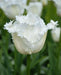 Fringed  WHITE Tulips, HONEYMOON- FALL PLANTING Bulb - Caribbean garden seed