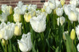 Fringed  WHITE Tulips, HONEYMOON- FALL PLANTING Bulb - Caribbean garden seed