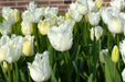 Fringed  WHITE Tulips, HONEYMOON- FALL PLANTING Bulb - Caribbean garden seed