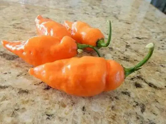 Fresh Pods ,Habanada SEASONING  Pepper, Chile,, no heat - Caribbean garden seed