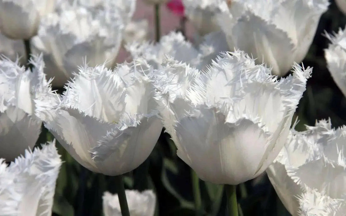 Fringed  WHITE Tulips, HONEYMOON- FALL PLANTING Bulb - Caribbean garden seed
