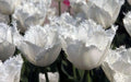 Fringed  WHITE Tulips, HONEYMOON- FALL PLANTING Bulb - Caribbean garden seed