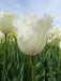 Fringed  WHITE Tulips, HONEYMOON- FALL PLANTING Bulb - Caribbean garden seed