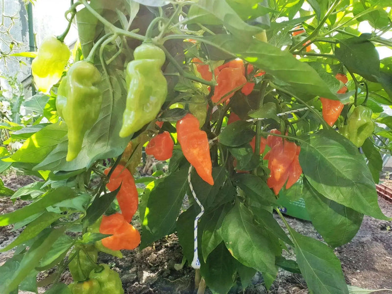 Fresh Pods ,Habanada SEASONING  Pepper, Chile,, no heat - Caribbean garden seed