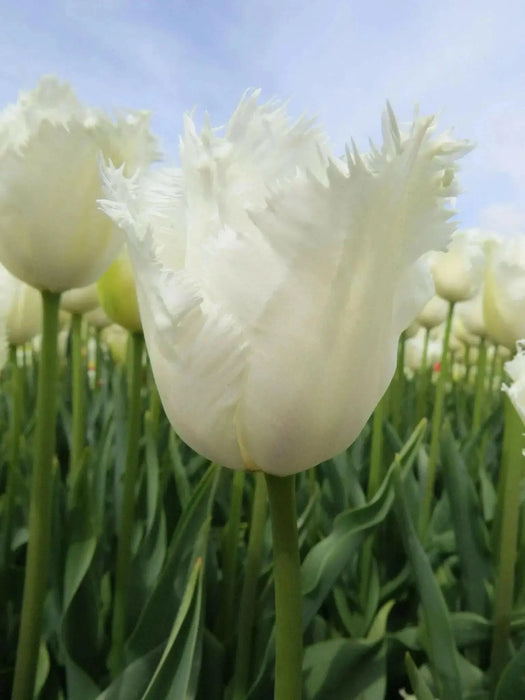 Fringed  WHITE Tulips, HONEYMOON- FALL PLANTING Bulb - Caribbean garden seed