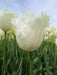 Fringed  WHITE Tulips, HONEYMOON- FALL PLANTING Bulb - Caribbean garden seed