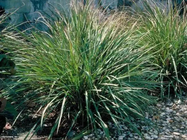 Gamma Grass seeds  (Tripsacum dactyloides) Warm Season ,Perennial Ornamental ! - Caribbean garden seed