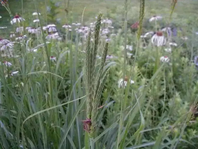 Gamma Grass seeds  (Tripsacum dactyloides) Warm Season ,Perennial Ornamental ! - Caribbean garden seed