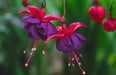 Fuchsia Dark Eyes ( LIVE STARTER PLANT) shade-loving - Caribbean garden seed